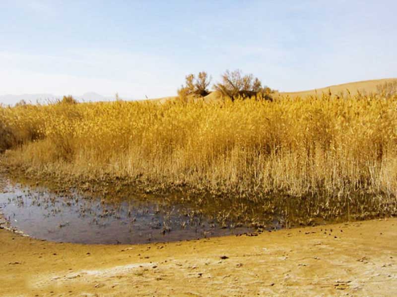 نیزار کویر مصر